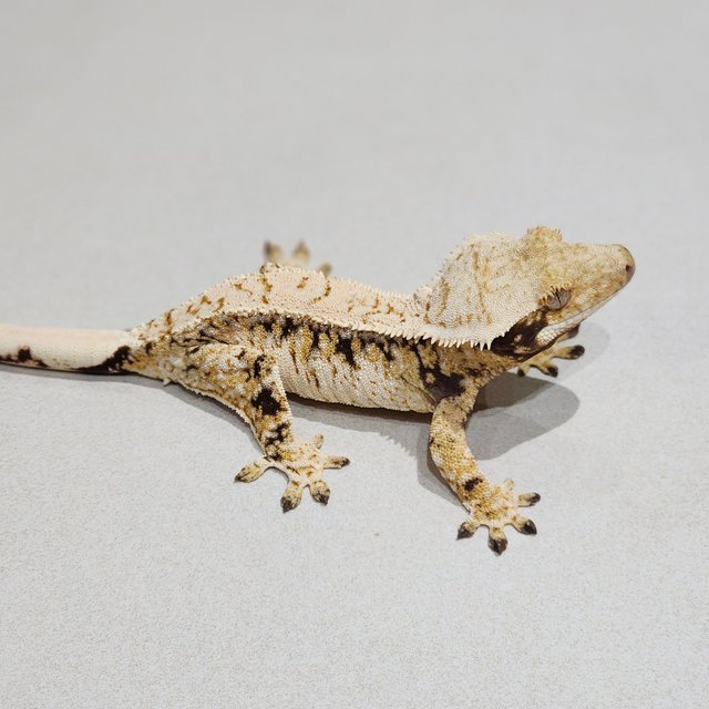 Tri Extreme Harlequin Drippy White Crown White Spot