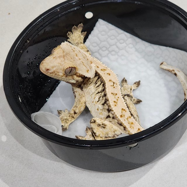 드리피 화이트스팟 풀핀