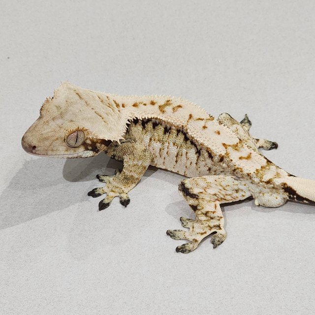 Drippy White Spot Zengex