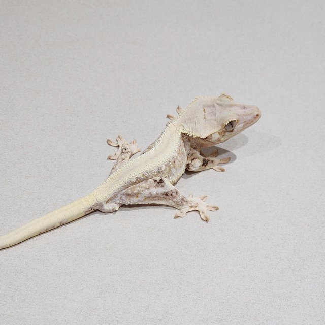 Solid Back Lilly White