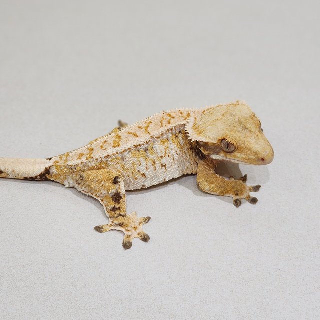 White Spot Tri White Crown Extreme Harlequin