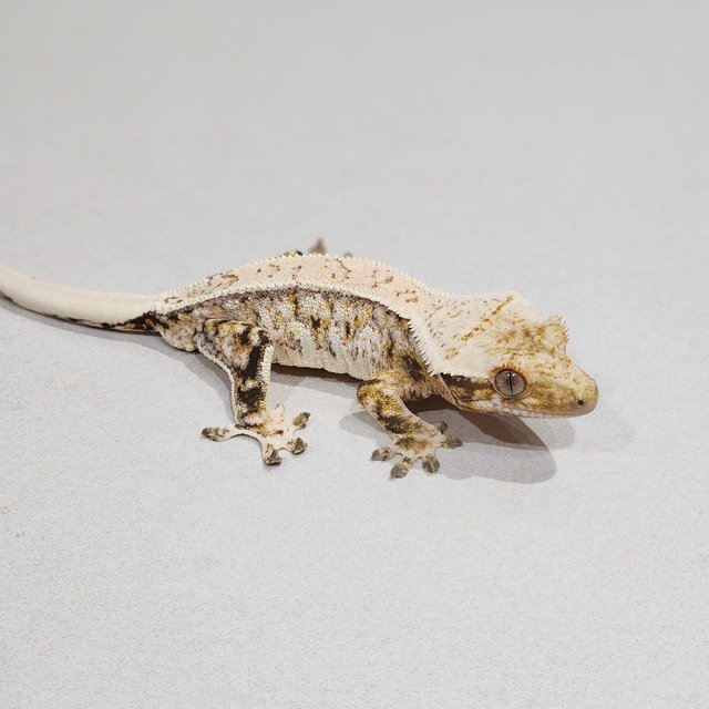 Tri Drippy Extreme Harlequin Quad White Spot