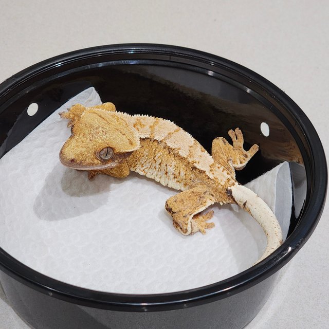 White Crown Tri Extreme Harlequin White Spot