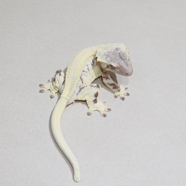 Solid Back Frappuccino