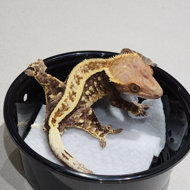 화이트크라운 카푸치노 풀핀