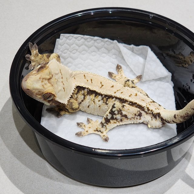 트라이 익스트림할리퀸 화이트스팟