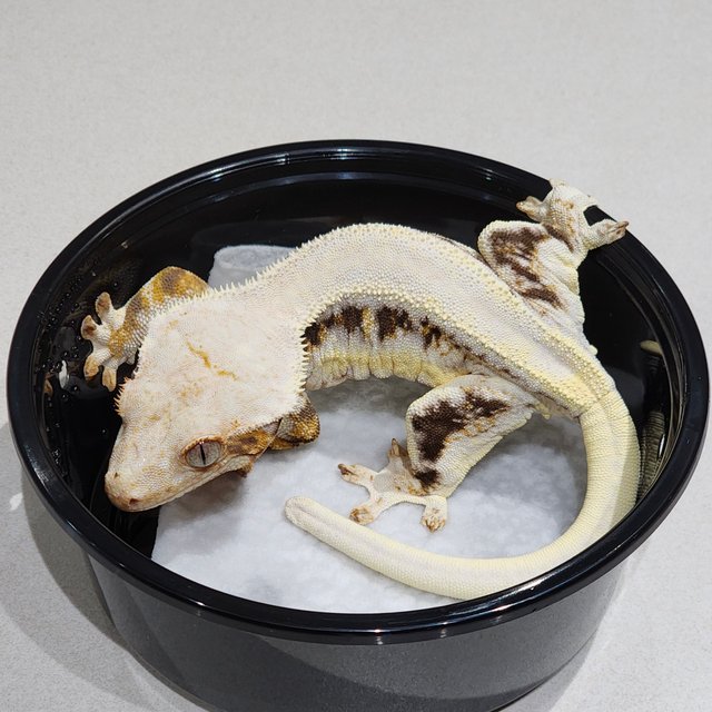 솔리드백 릴리화이트