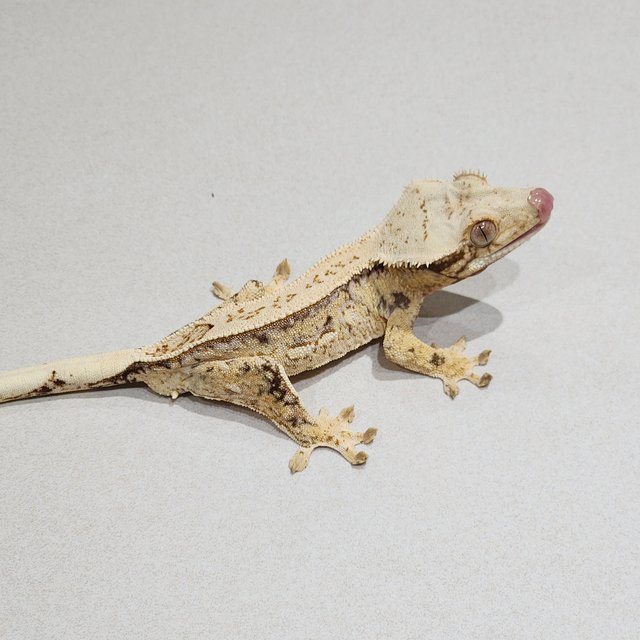 Full Pinstripe Quad Drippy White Spot