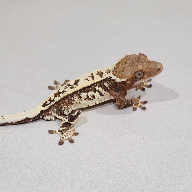 White Crown Full Pinstripe White Spot Brindle Cappuccino