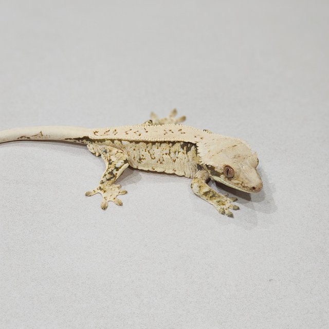 Extreme Harlequin Tri Full Pinstripe White Pin White Spot