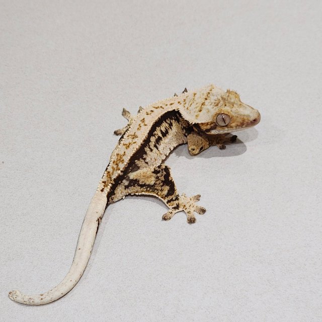 Quad Zengex Full Pinstripe