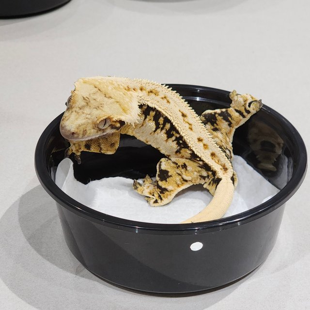 Tri Extreme Harlequin White Pin White Spot Zengex Full Pinstripe