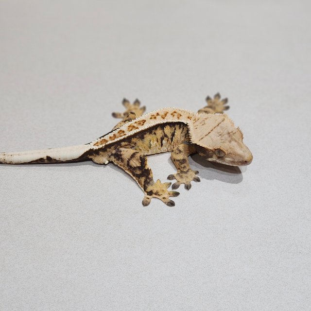 트라이 익스트림할리퀸