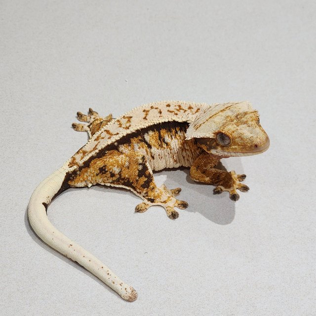 Extreme Harlequin Tri White Pin White Spot White Crown