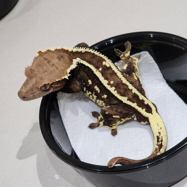 화이트크라운 카푸치노 풀핀