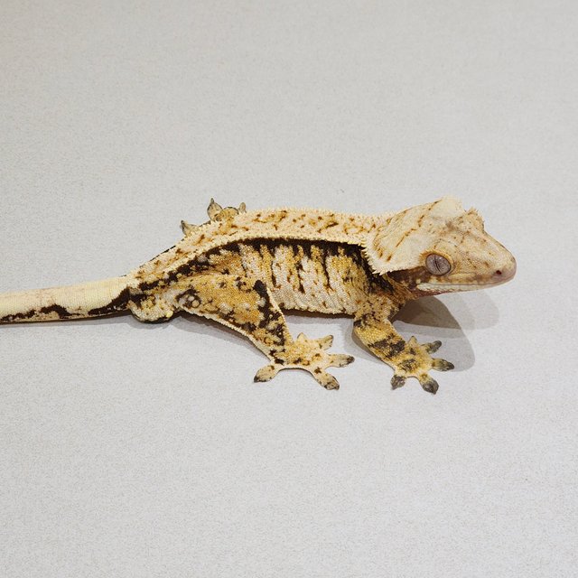 Extreme Harlequin White Crown White Spot Tri