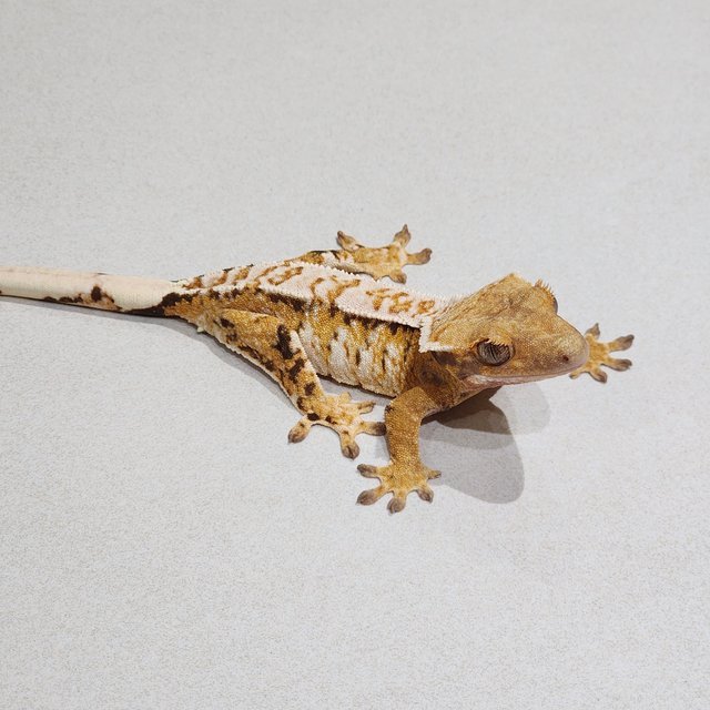 Extreme Harlequin White Crown White Spot Tri