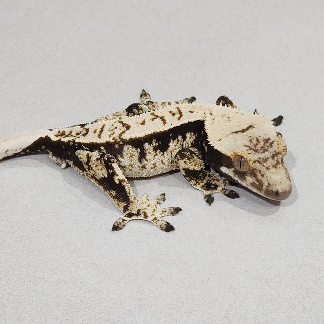 블랙 화이트스팟