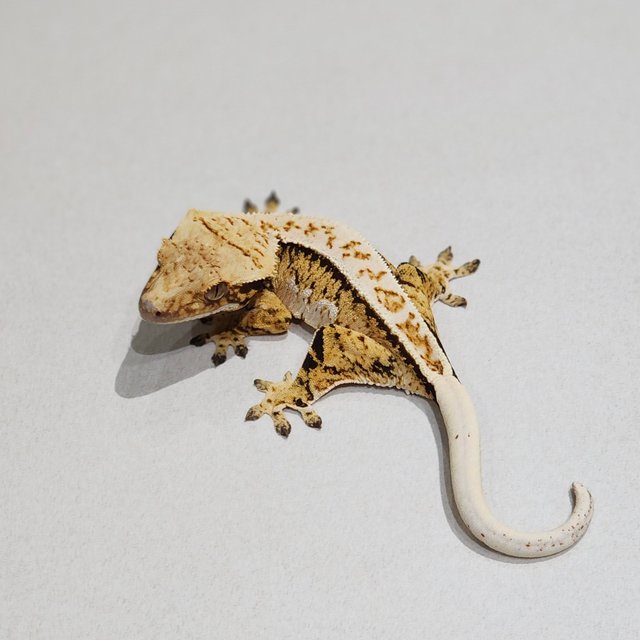 Extreme Harlequin Tri Full Pinstripe