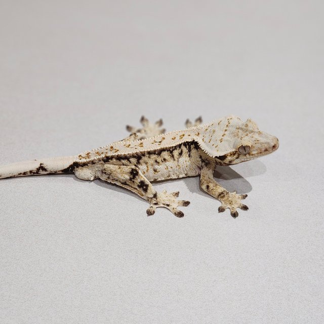 드리피 화이트스팟 풀핀