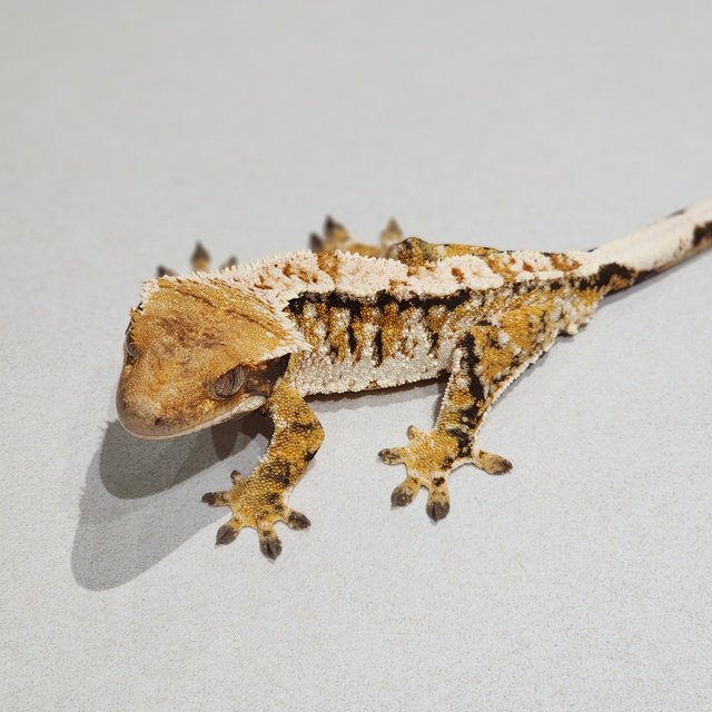 White Spot Extreme Harlequin Tri White Crown