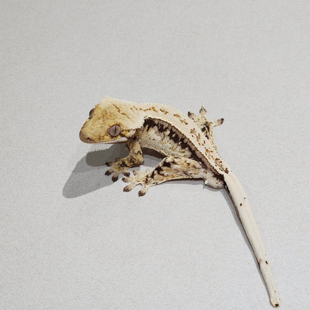 Zengex Drippy Full Pinstripe White Spot Quad