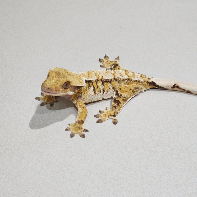 White Crown Tri Extreme Harlequin White Spot