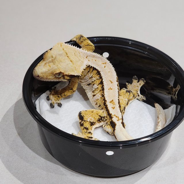 Extreme Harlequin Tri Barb