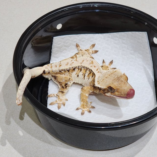 Drippy Tri Extreme Harlequin White Spot White Pin White Crown