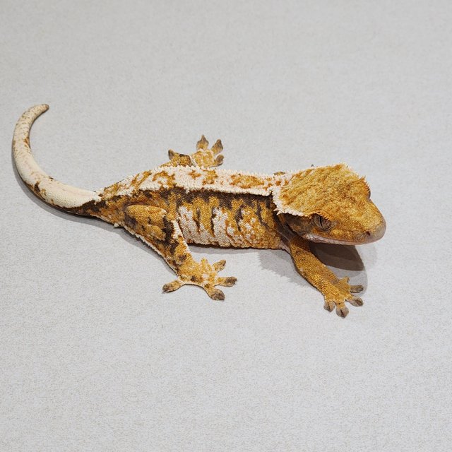 White Crown Tri Extreme Harlequin