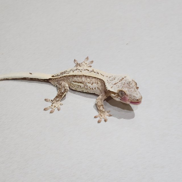 풀핀 드리피 화이트스팟 크림