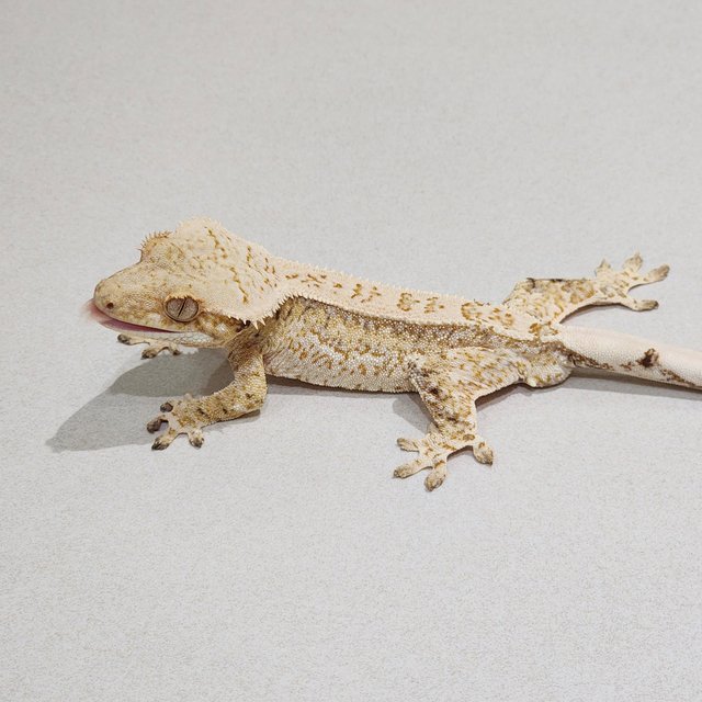 Drippy White Spot Tri Quad White Crown