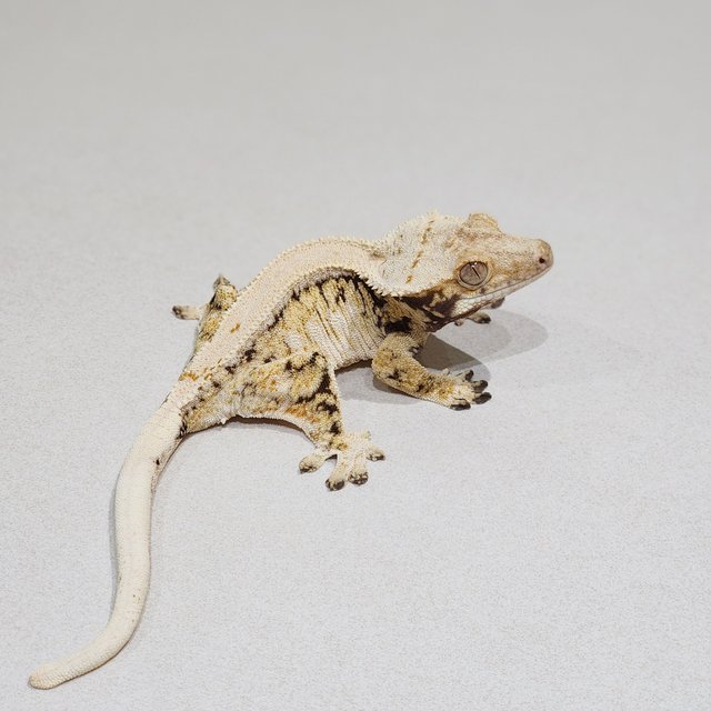 Drippy White Spot Solid Back