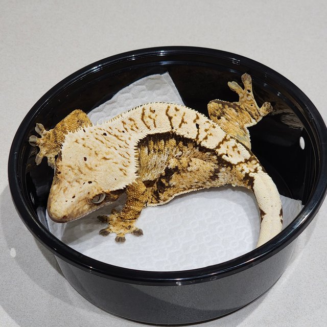 트라이 익스트림할리퀸 화이트스팟