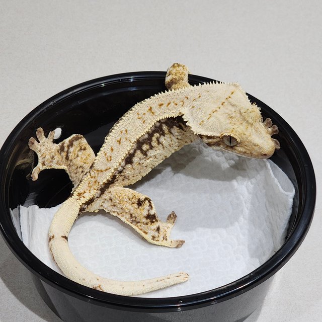 드리피 화이트스팟