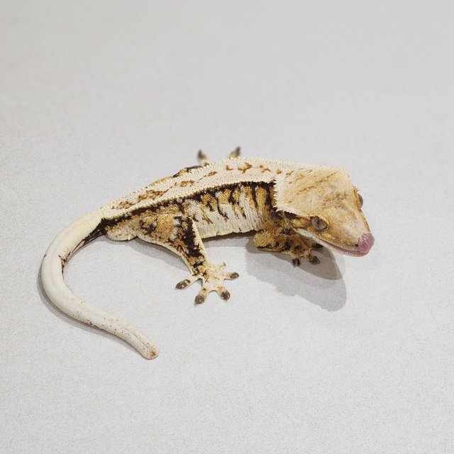 Full Pinstripe White Crown Drippy Extreme Harlequin Tri White Spot