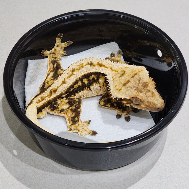 풀핀 트라이 쿼드 화이트크라운