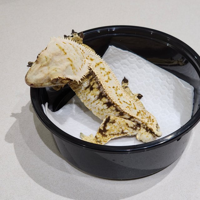 드리피 화이트스팟 화이트크라운