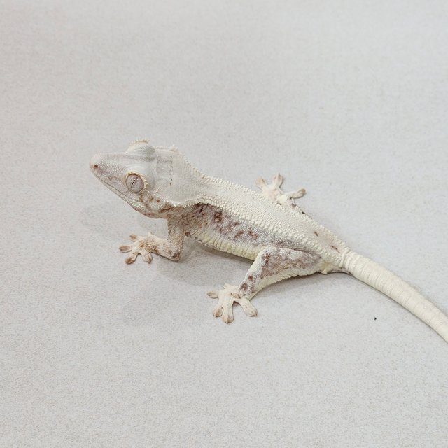 Lilly White