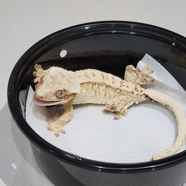 Cream Drippy White Spot