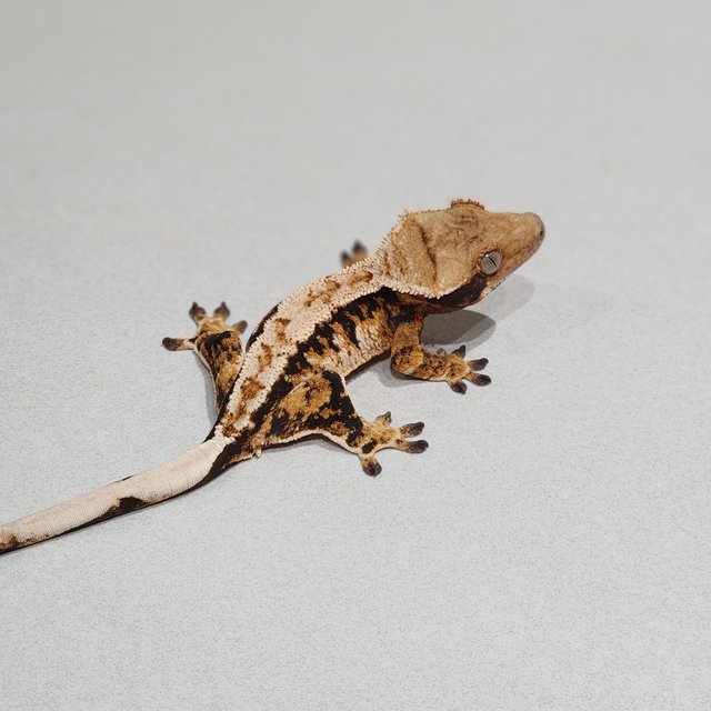 Tri White Pin Extreme Harlequin Drippy White Spot