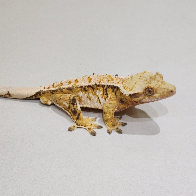 Tri Extreme Harlequin White Spot White Crown