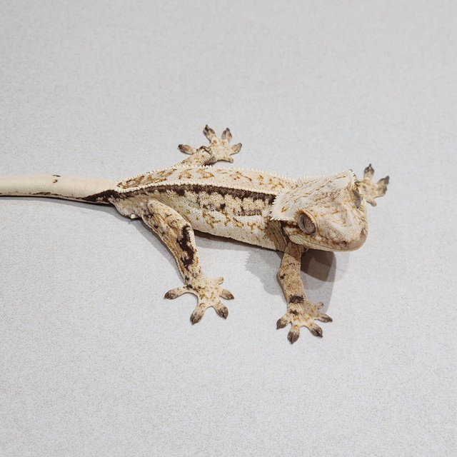 Full Pinstripe Quad White Spot Drippy