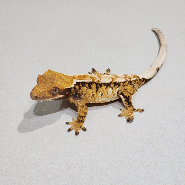 White Crown Tri Extreme Harlequin