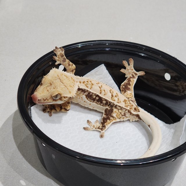 White Crown Drippy Quad White Spot