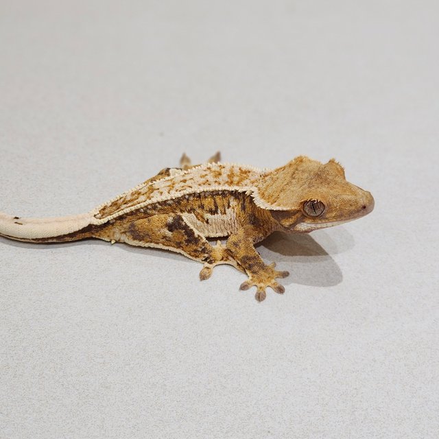 White Crown White Pin Tri Drippy Quad White Spot