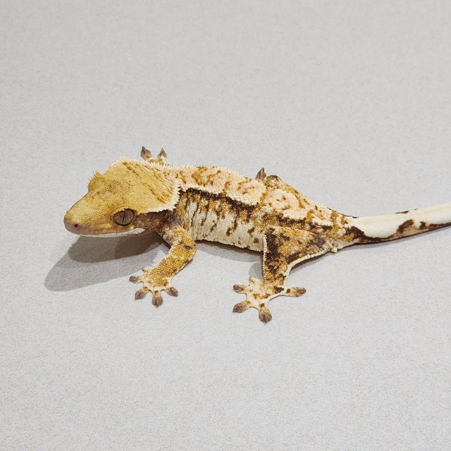 Extreme Harlequin White Spot Tri White Crown