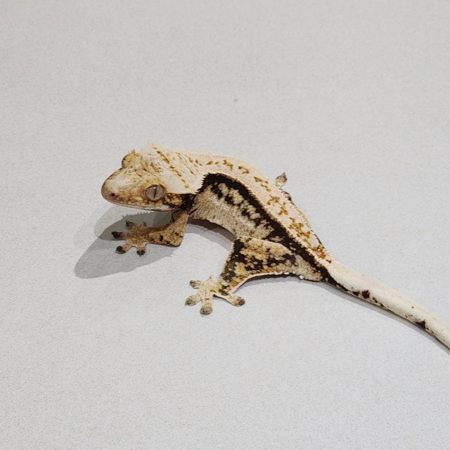 Quad Zengex Full Pinstripe