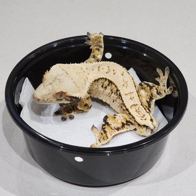 풀핀 화이트크라운 트라이 화이트스팟 익스트림할리퀸