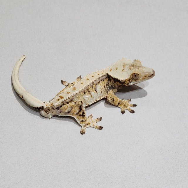 Zengex Tri Drippy White Spot